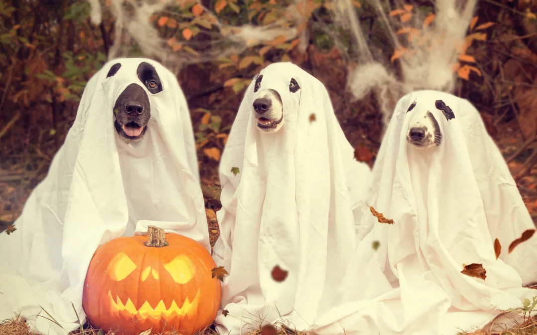 How to Protect Your Finances This Spooky Season